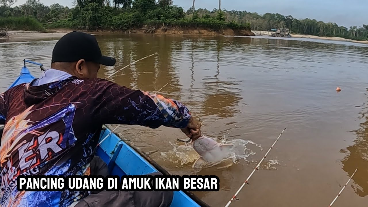 Pancing udang di amuk ikan besar