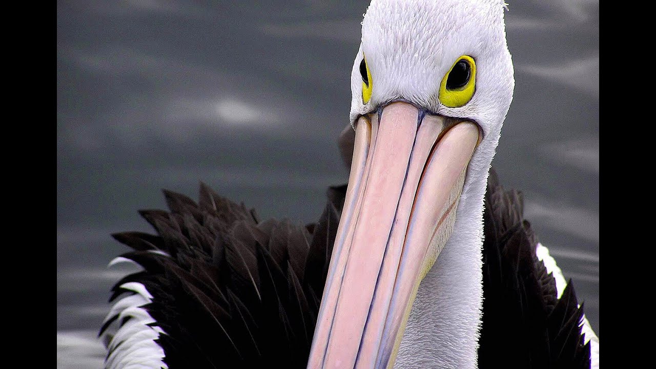Pelican feeding frenzy, Labrador beach, QLD, Jan 2026