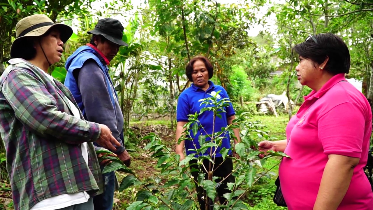 Arabica Coffee Rooted Cuttings as Planting Materials in the Highlands