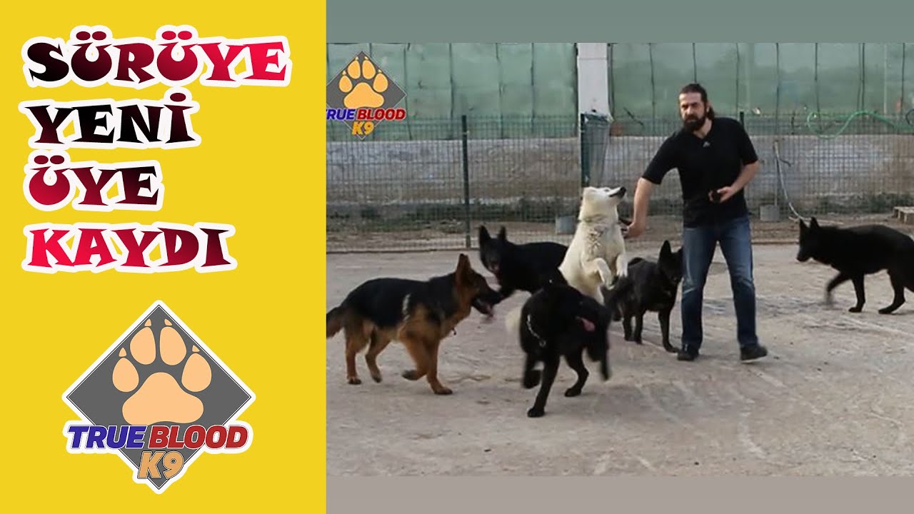 Köpek Sürüsüne Yeni Üye Kaydı Olaylar Olaylar. Alman Kurdu Sürüsü