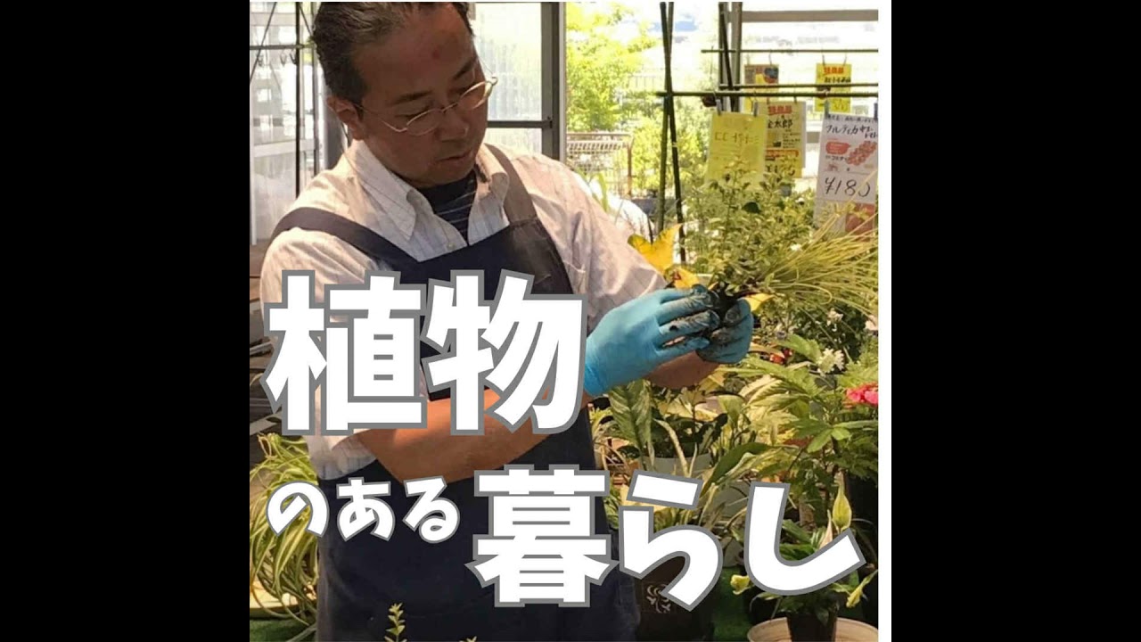 寒さに強い植物は○になっている