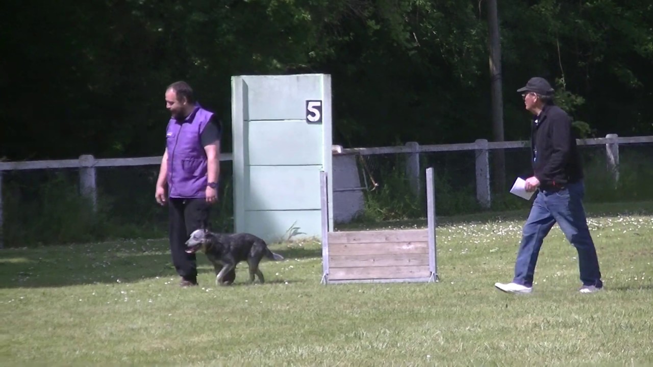 Jedi bouvier australien classe 1 mention excellent concours d'obéissance de Saumur