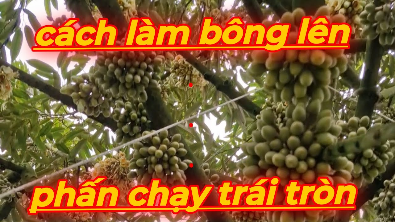Làm sao để bông lên phấn chạy mẫu trái đẹp kt 0766411999/0766422999