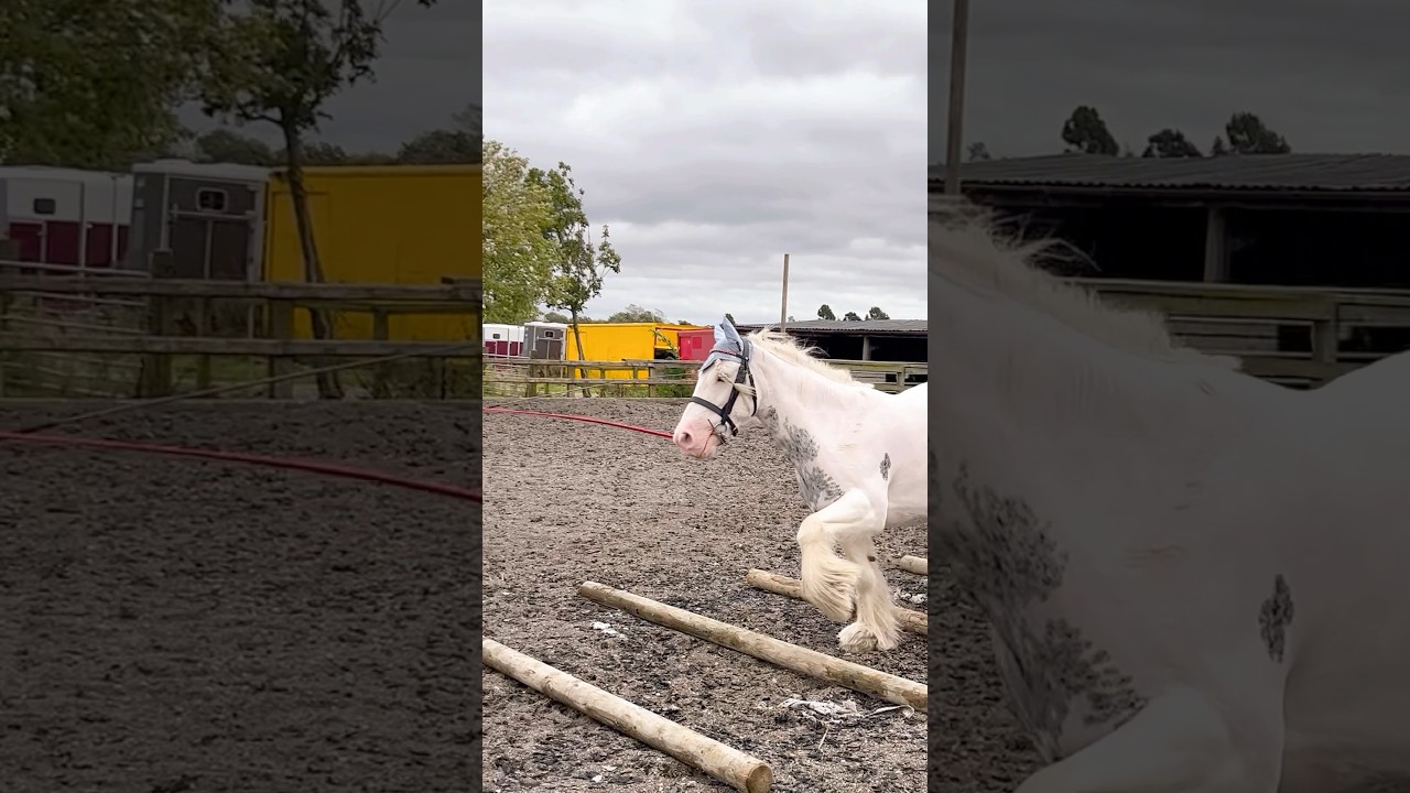 Lunging my pony - trotting poles #lunging #trotting #equestrian #shorts
