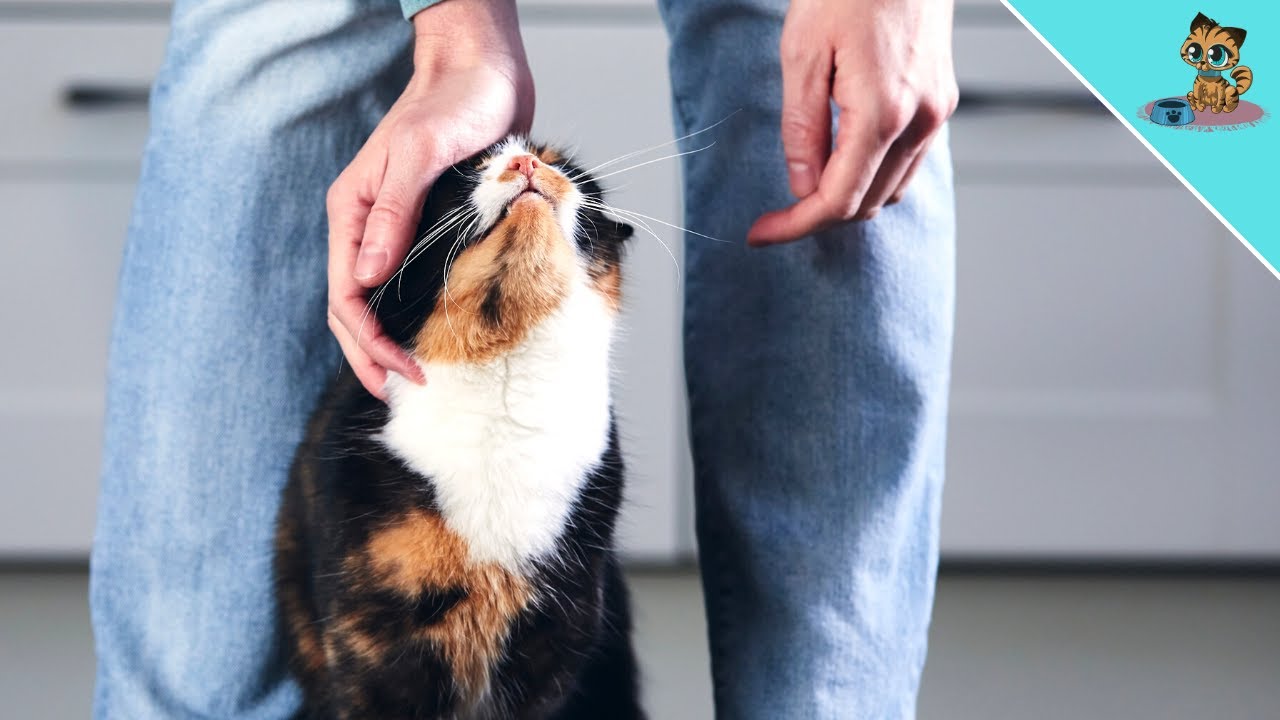 DESHALB reibt sich deine Katze an deinen BEINEN!
