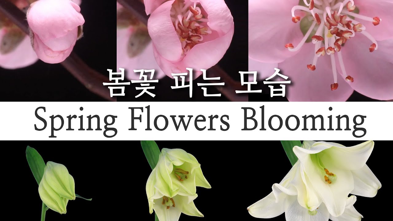 봄꽃 피는 신비롭고 환상적인 모습🌷 (봄꽃 : 개나리, 벚꽃, 백합, 진달래, 튤립, 민들레, 모란, 타임랩스, 저속촬영, 봄 꽃피는 영상, 꽃이름)