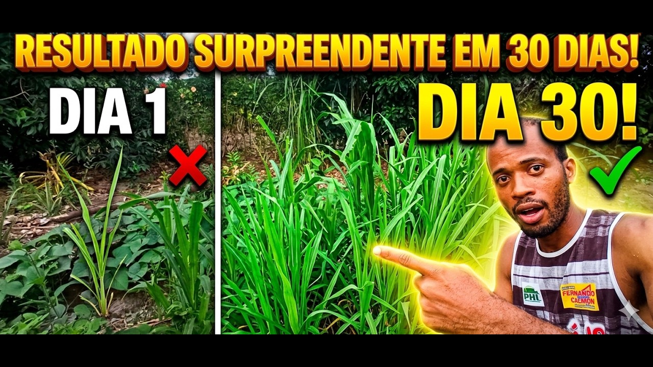 O Segredo da Biomassa Infinita: Por que estou plantando Capim no meio da Horta?