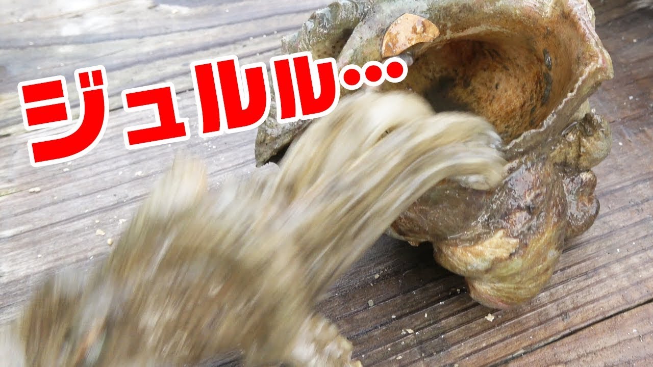 貝の中から飛び出る？有明海イイダコ爆釣編