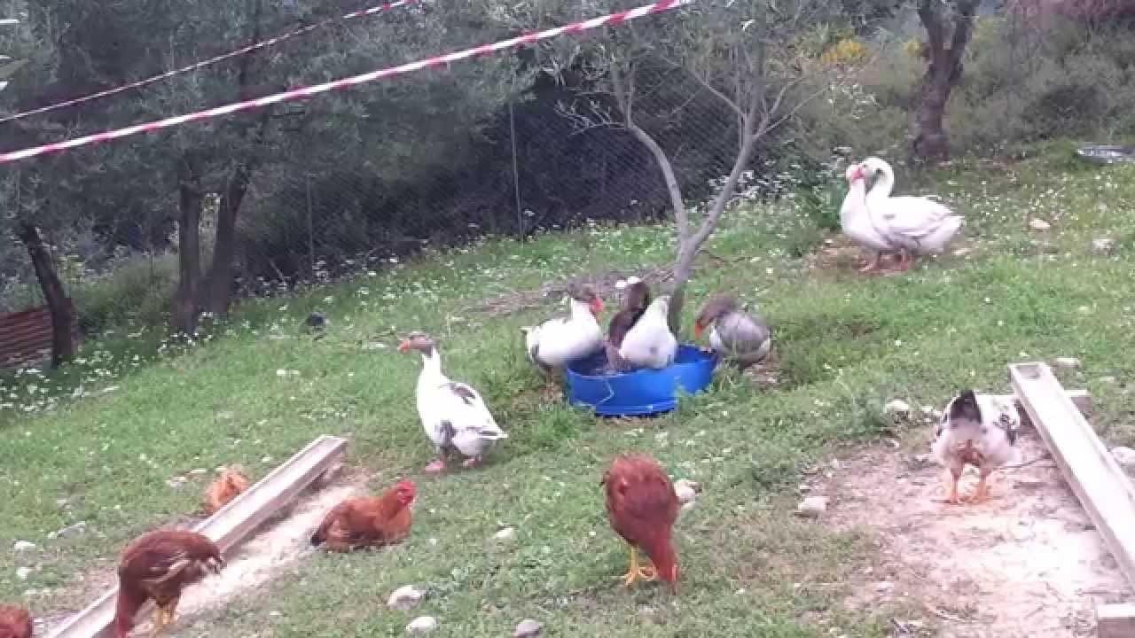 ΧΗΝΕΣ ΑΝΑΠΑΡΑΓΩΓΗ 20/04/2014