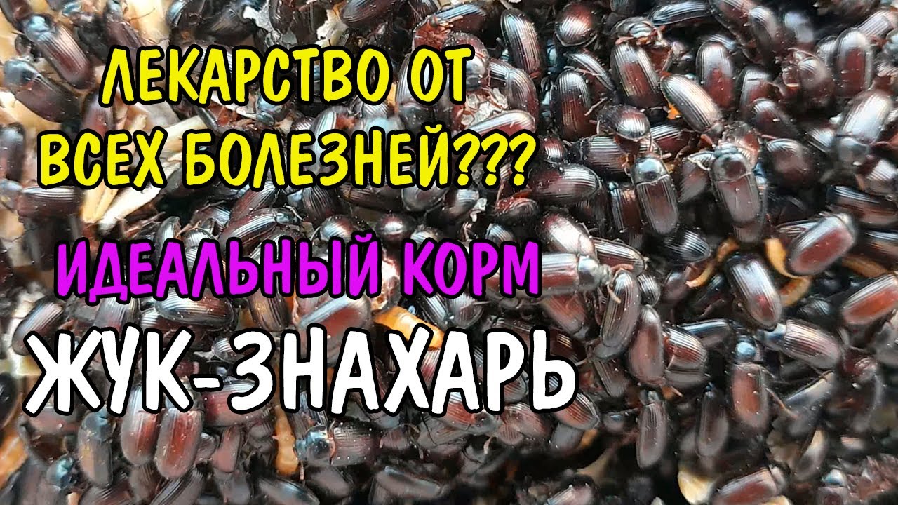 ЛЕКАРСТВО ОТ ВСЕХ БОЛЕЗНЕЙ ИЛИ СУПЕР КОРМ? ЖУК - ЗНАХАРЬ Ulomoides Dermestoides