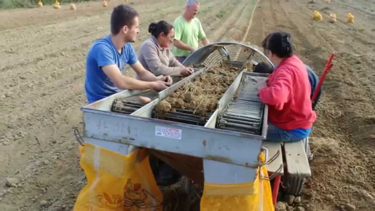 Arrachage pommes de terre 2014