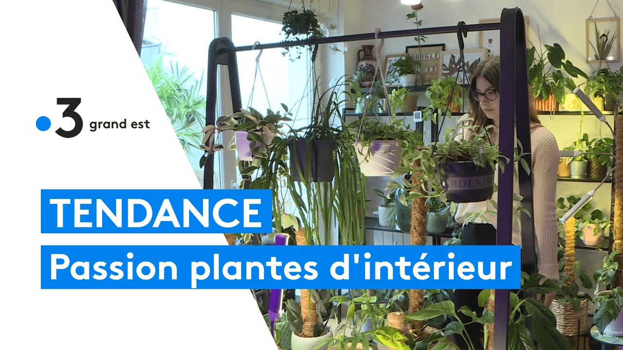 La passion pour les plantes d'int&eacute;rieur, une tendance florissante