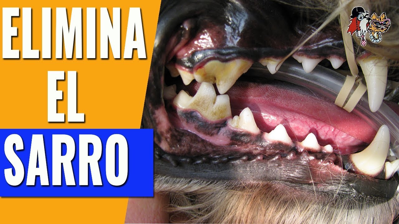 C&Oacute;MO QUITAR EL SARRO A TU PERRO/SARRO EN PERROS