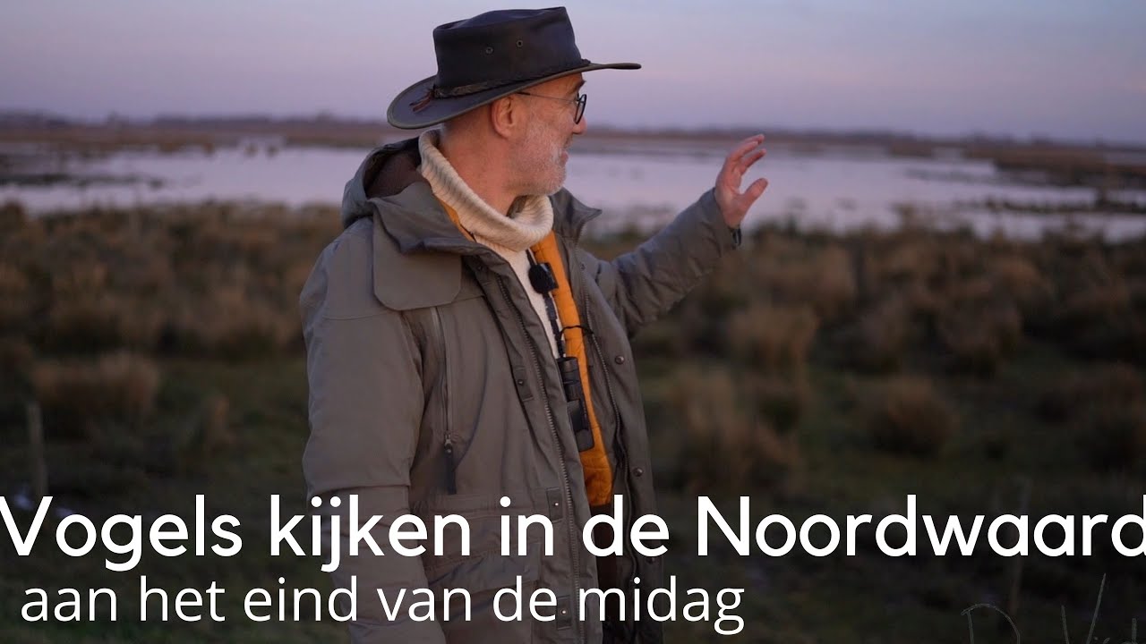 Vogels kijken in de Noordwaard aan het eind van de middag #1706