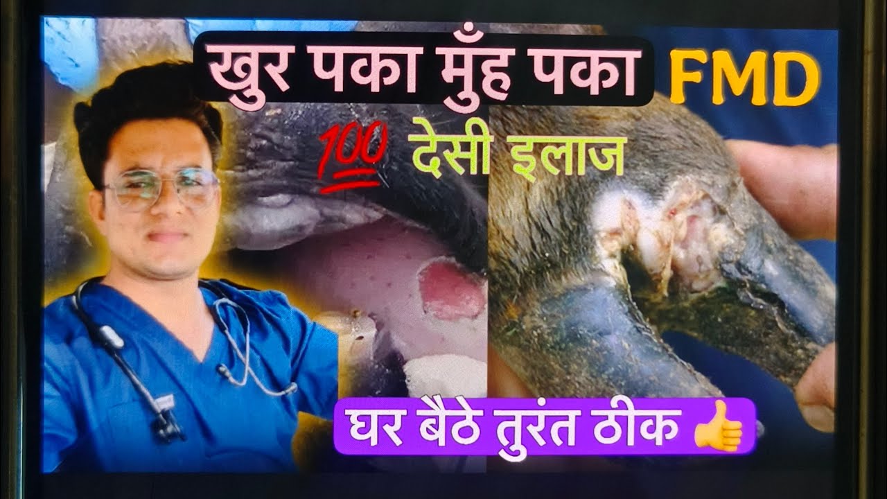 खुरपका मुँहपका (FMD) बीमारी का घरेलू इलाज 👍💯 #viral #animals #trending #treatment #vetlife #vlog 