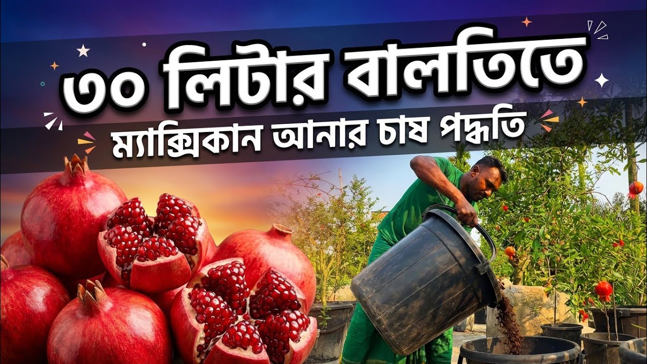 বালটিতে ম্যাক্সিকান আনার চাষ পদ্ধতি । বালতিতে যেভাবে আনার চাষ করবেন । ছাদে আনার চাষ  @RoufAgro 