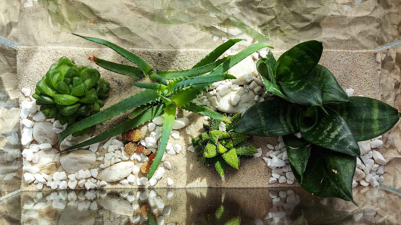 Pustynia w szkle * Las w słoiku * sukulenty - aloes, sansevieria, haworsja * Jak zrobić ?