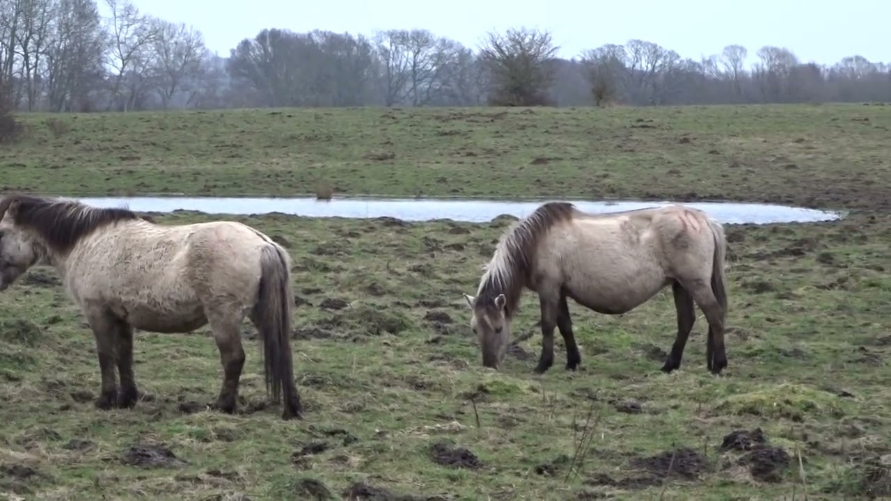 Pferd Wasserstelle Teich Konik Wildponys Wildpferd Herde Pferde Geltinger Birk Pony Hengst Stute