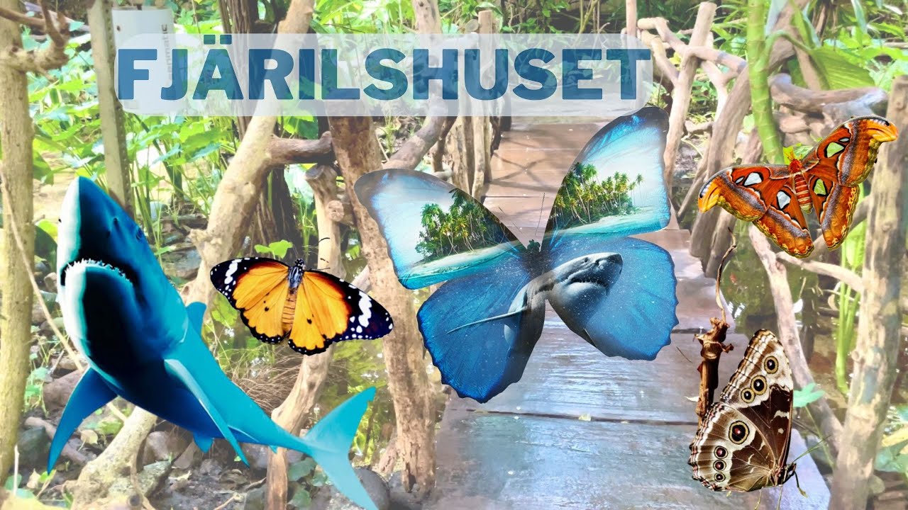 Fjärilshuset in Hagaparken🦋in Stockholm|The Butterfly House Haga Ocean|feel free to subscribe⬇︎#346