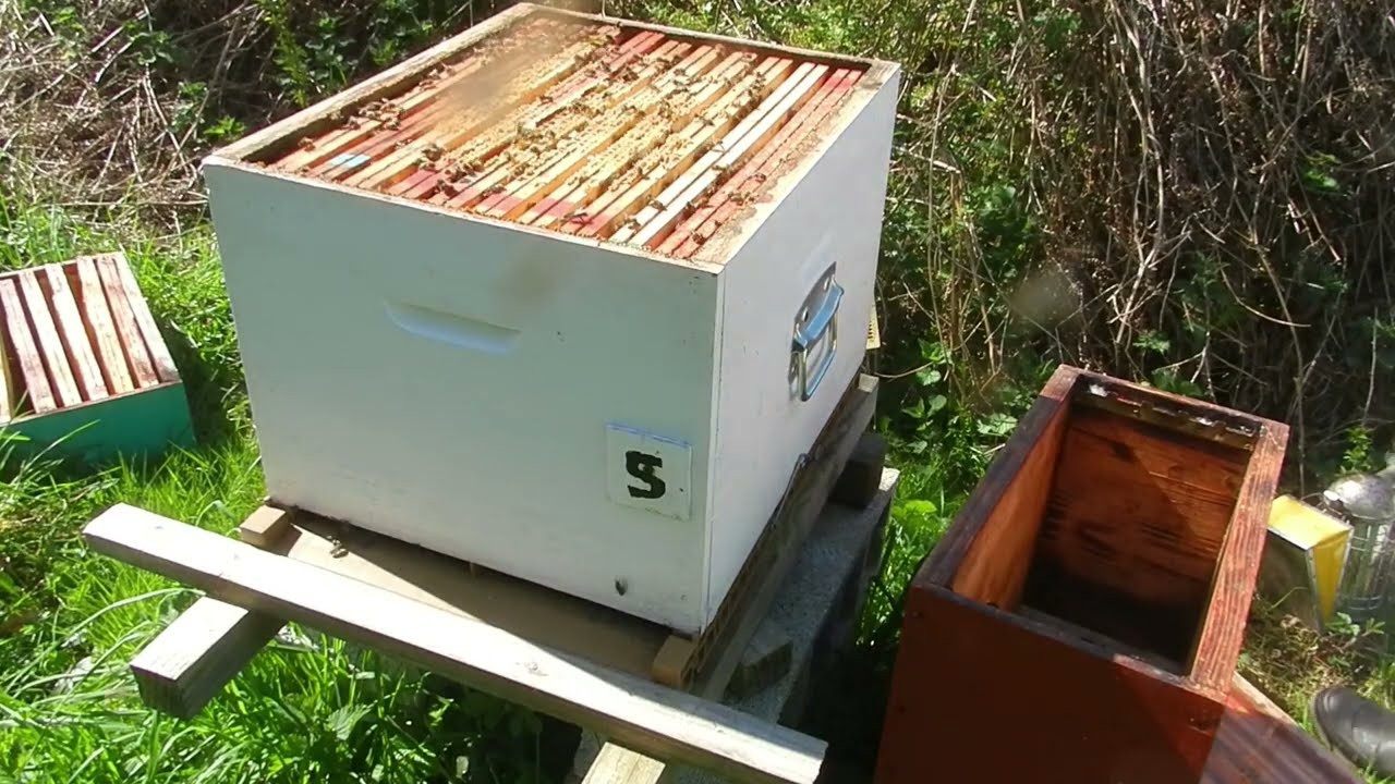 Division sous les hausses vole d'orientation un printemps de folie pour les abeilles 10 avril