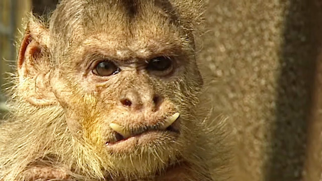 The Oldest Rescue Monkey’s Journey (Animal Documentary)