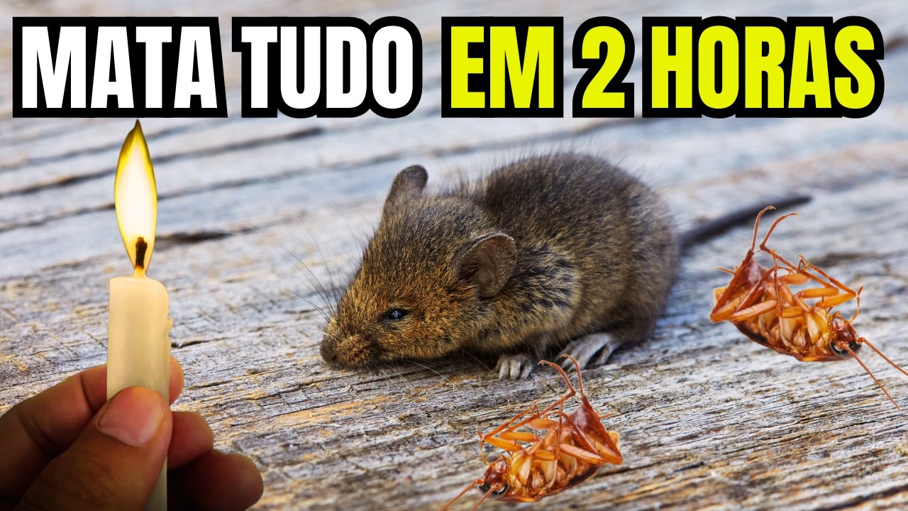 MORRIA E NÃO SABIA!! É só Usar 1 VELA e TODOS OS RATOS E BARATAS vão Morrer - PARA SEMPRE!