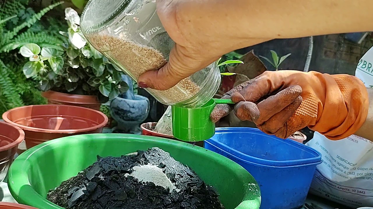 El mejor sustrato para las rosas del desierto