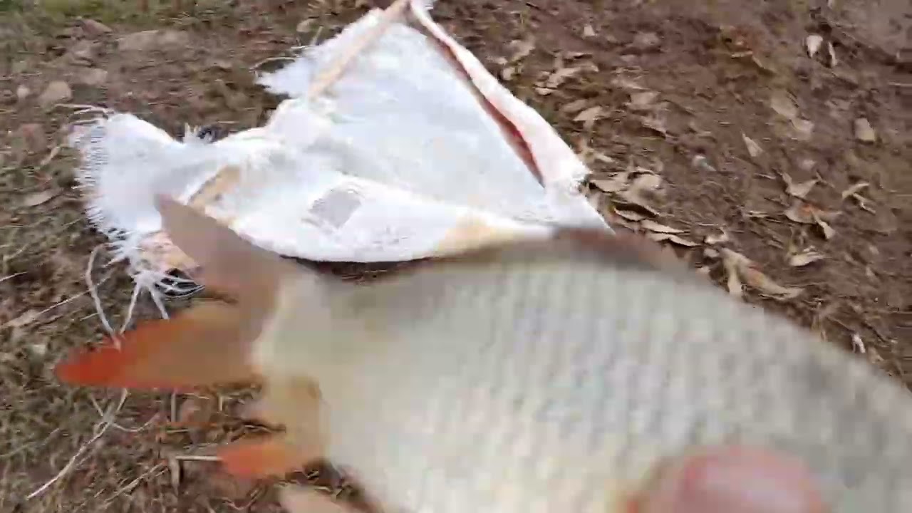 PESCANDO EN ARANDAS 