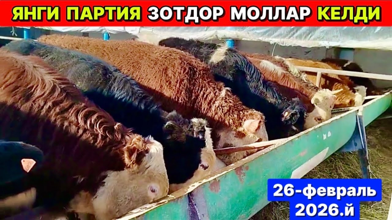 ЯНГИ ПАРТИЯ ЗОТДОР МОЛЛАР КЕЛДИ Мухиддин оғани фермаси Хонқа 26-февраля 2026 г.