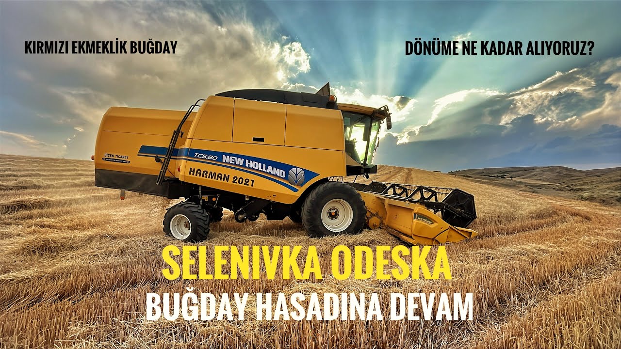 BUĞDAY HASADINDA 3.GÜN . ODESKA CİNSİ SON TARLALAR BİÇİLİYOR. 