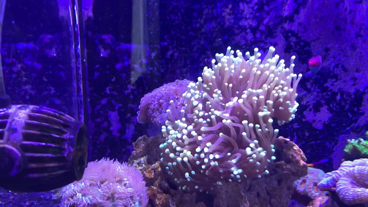 Nuvo 40 update after dealing with Dino’s and hair algae.