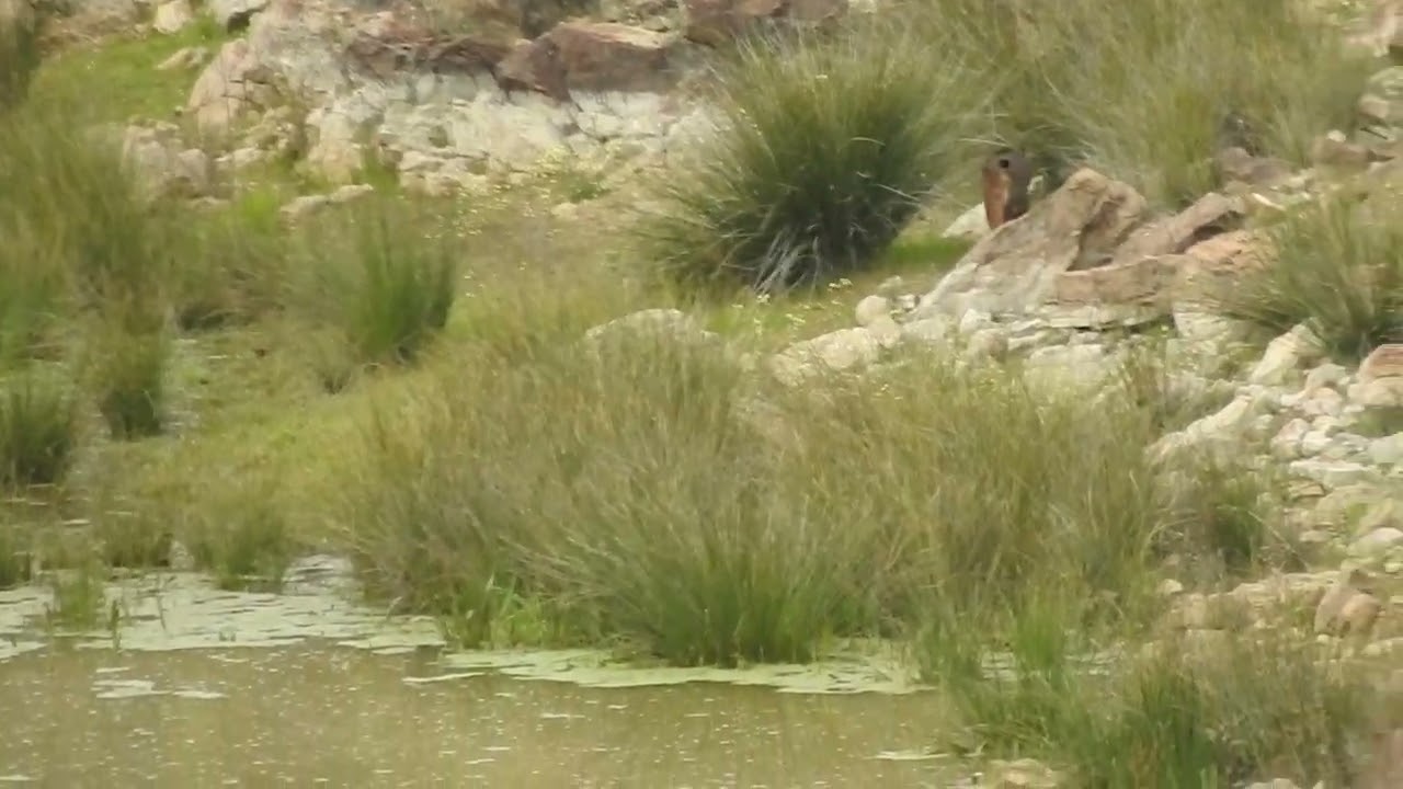 Avistamiento del Lince ibérico, el 16.03.2024 junto al río Matachel, en el término de Llera(Badajoz)