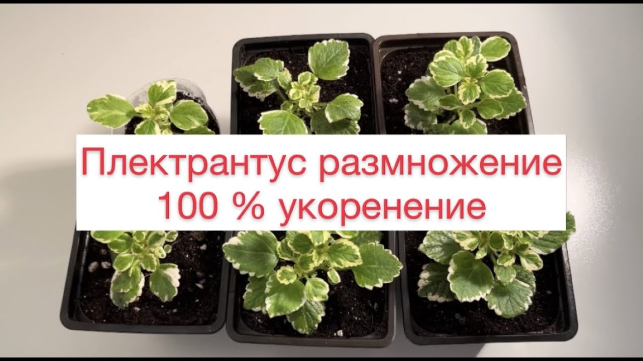 Плектрантус Размножение 100% укоренение
