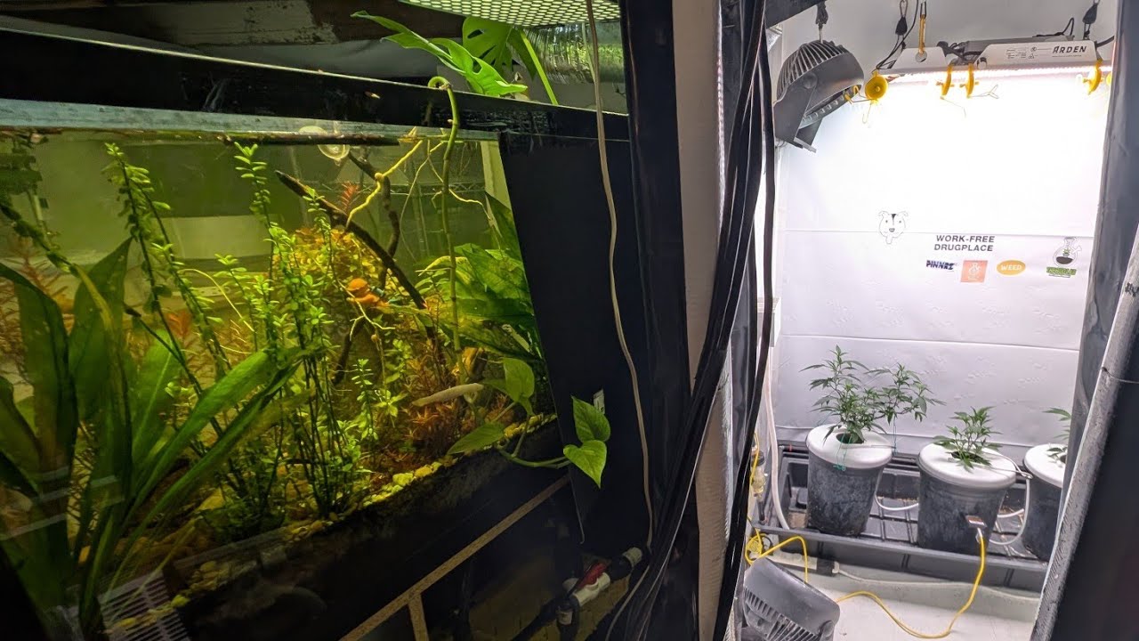 Aquaculture / Gaia Green System is still running strong after 2 YEARS