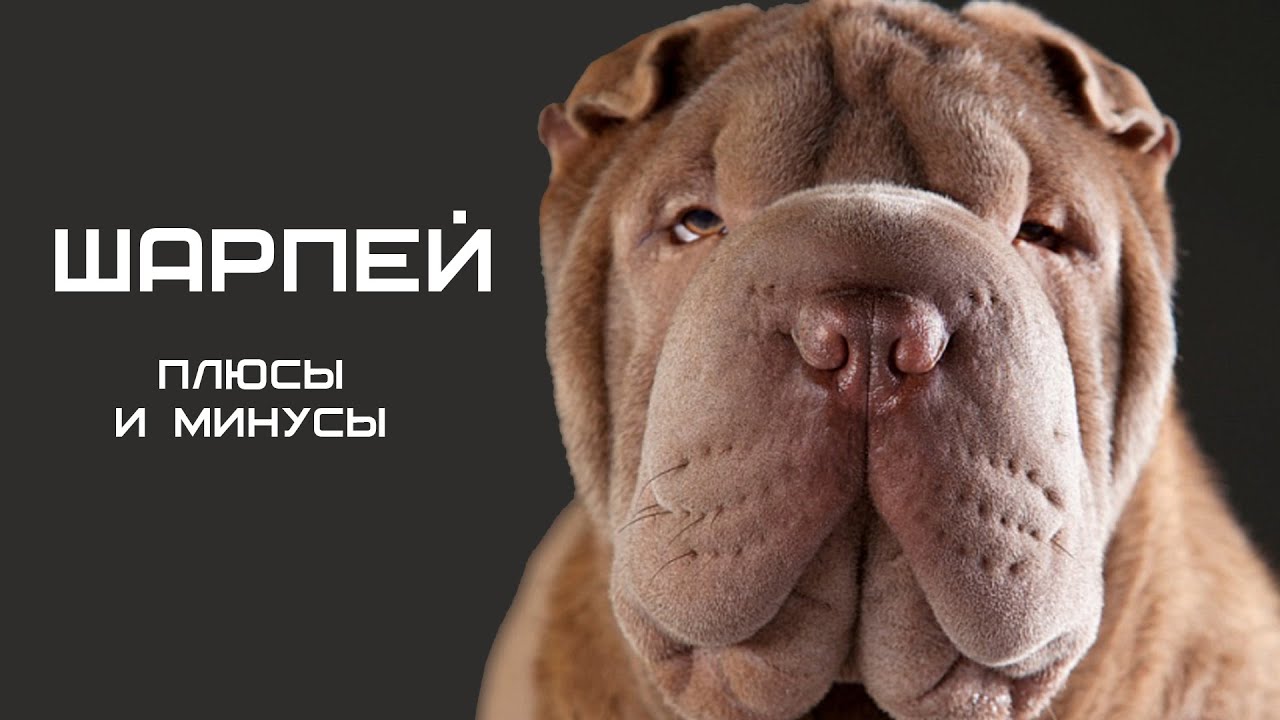 ШАРПЕЙ. Плюсы и минусы собаки породы шарпей Shar Pei #шарпей #собаки