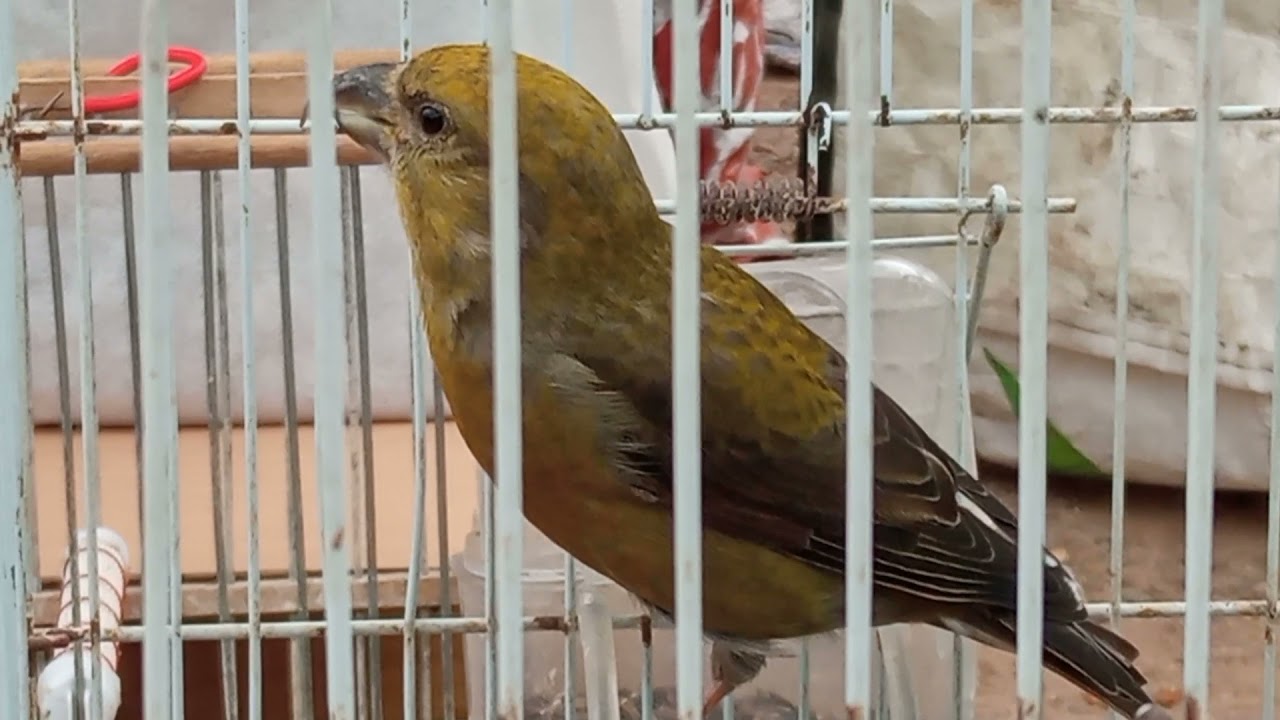 طائر الهزار الروعة ماشاء الله