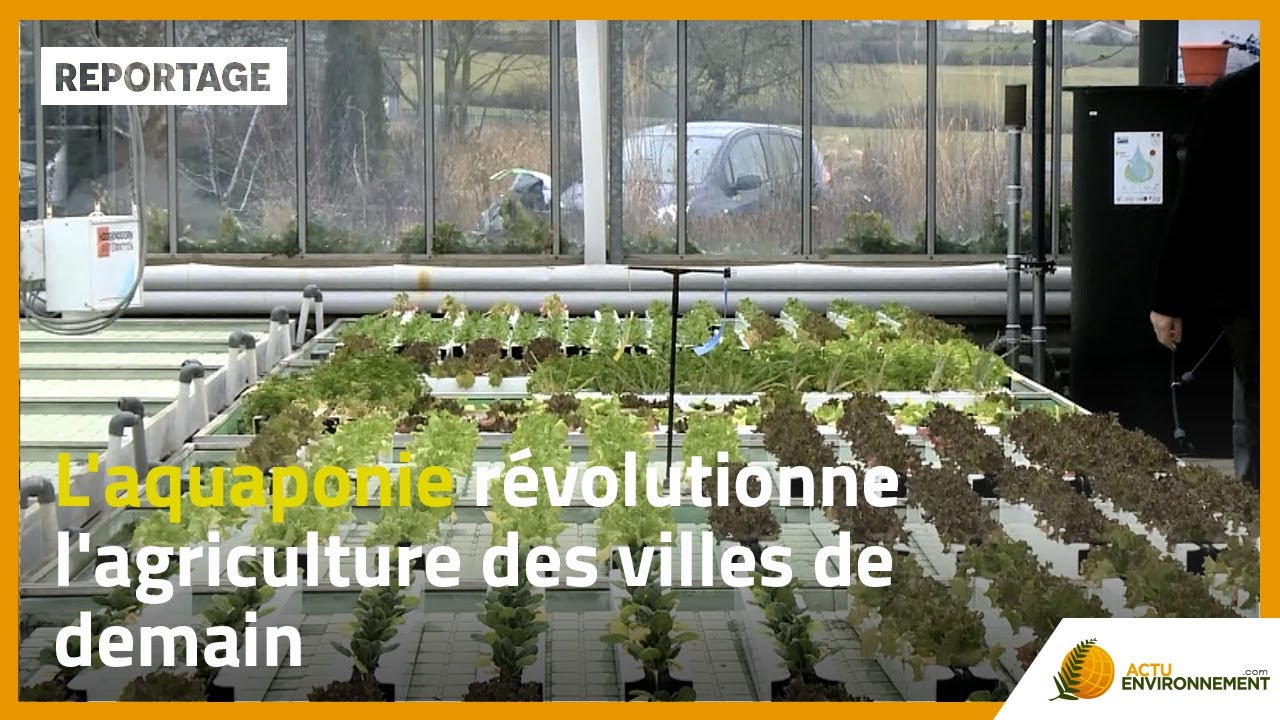 L'aquaponie révolutionne l'agriculture des villes de demain
