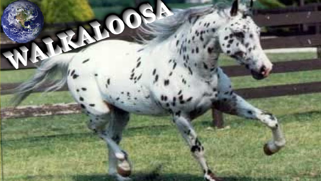 TOP Beautiful Walkaloosa Horse in the World!