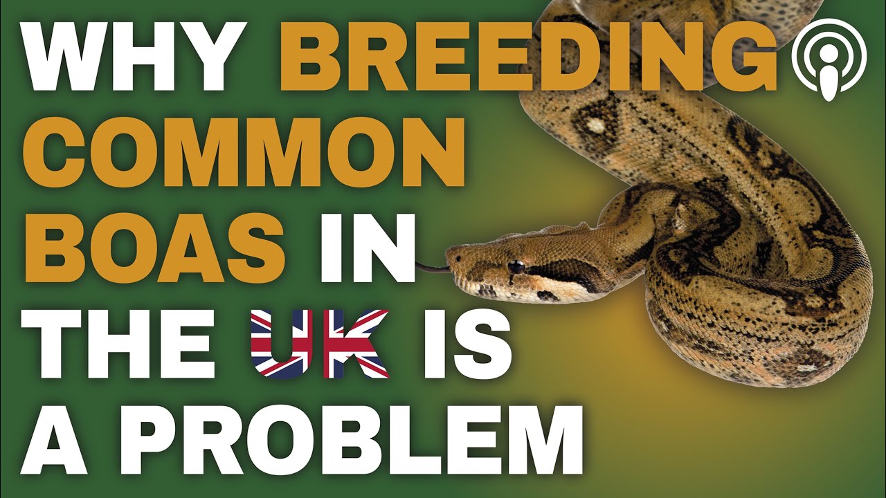 Why breeding common boas in the UK is a problem.