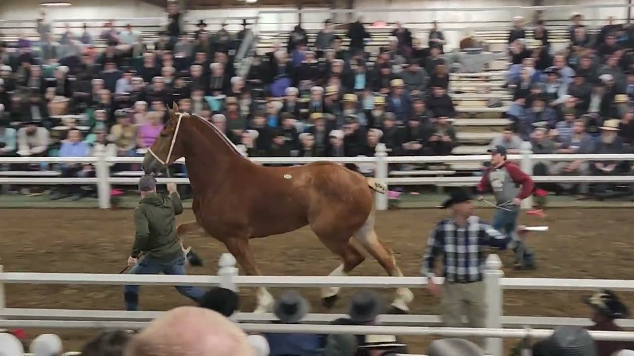 SR Cruzin E sells for $92,500 @ Mid America