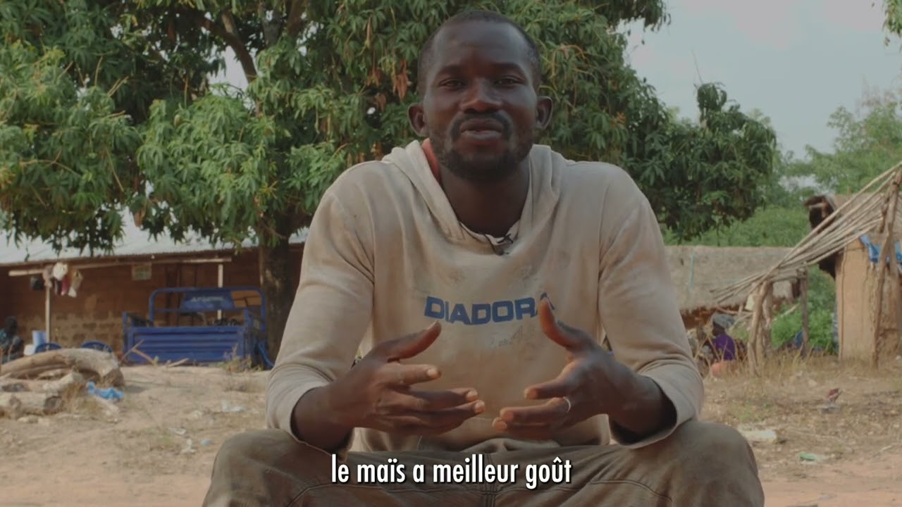 Association maïs et pois cajan en Côte d'Ivoire - Témoignage de Ousmane Soro, producteur (Afdi)