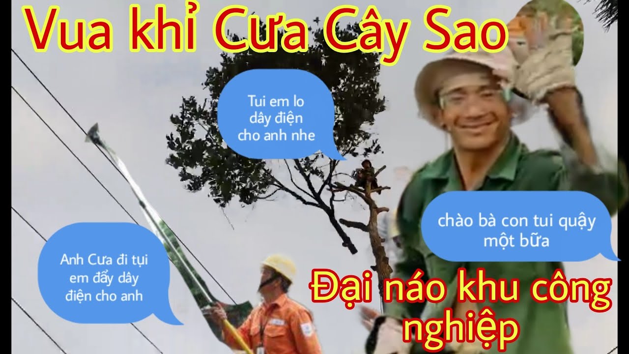 Vua Khỉ Miền T&acirc;y Đại n&aacute;o khu c&ocirc;ng nghiệp | Vua khỉ cưa c&acirc;y dưới đường d&acirc;y điện cao thế th&oacute;t tim.