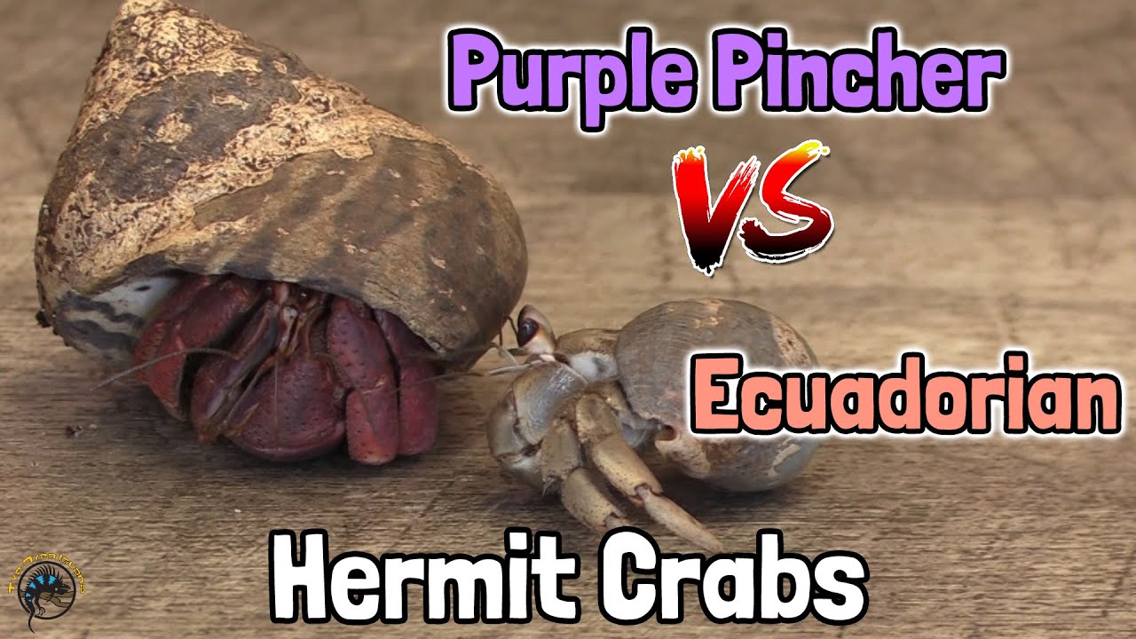 Purple Pincher vs Ecuadorian Hermit Crabs - What's the Difference? 🦀🆚🦀