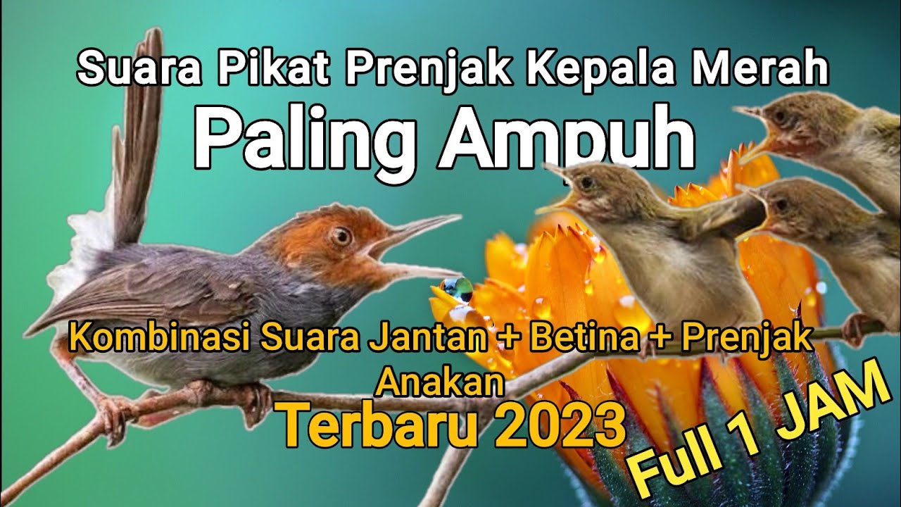 Suara pikat prenjak kepala merah terbaru Suara prenjak betina + suara panggilan anakan prenjak