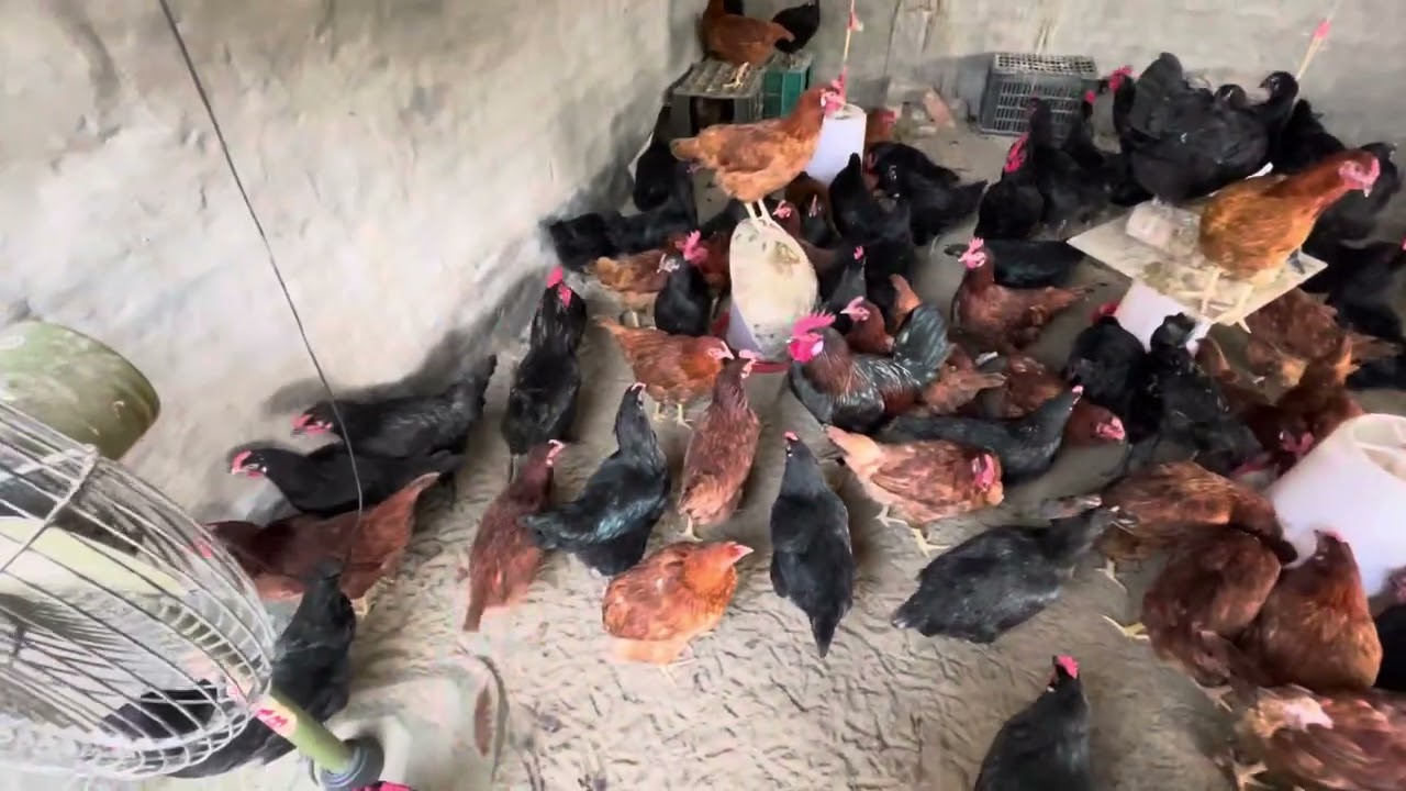 ਕੁਝ ਜਰੂਰੀ ਗੱਲਾ ਸੁਣਿਉ ਜਰੂਰ / ਦੇਸੀ ਮੁਰਗੀ ਫਾਰਮ / Desi poultry farming / desi murgi farm /