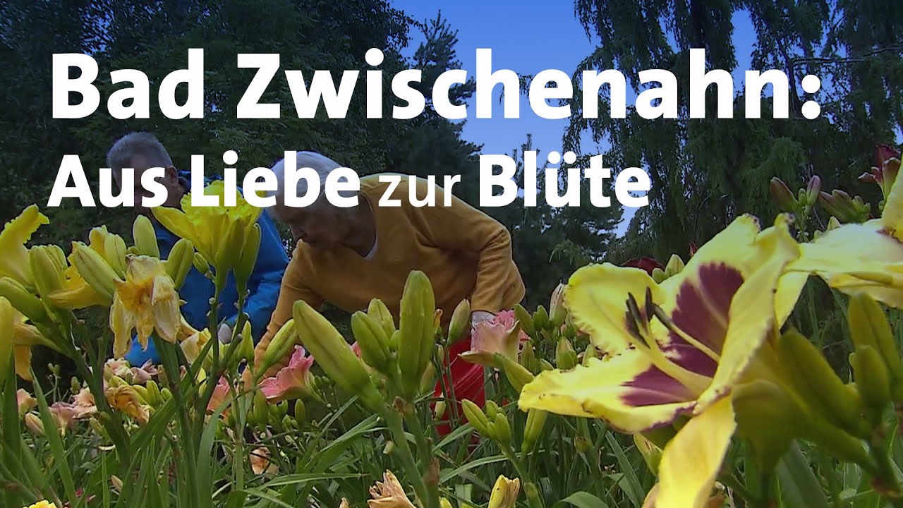 Bad Zwischenahn: Aus Liebe zur Blüte | tagesthemen mittendrin