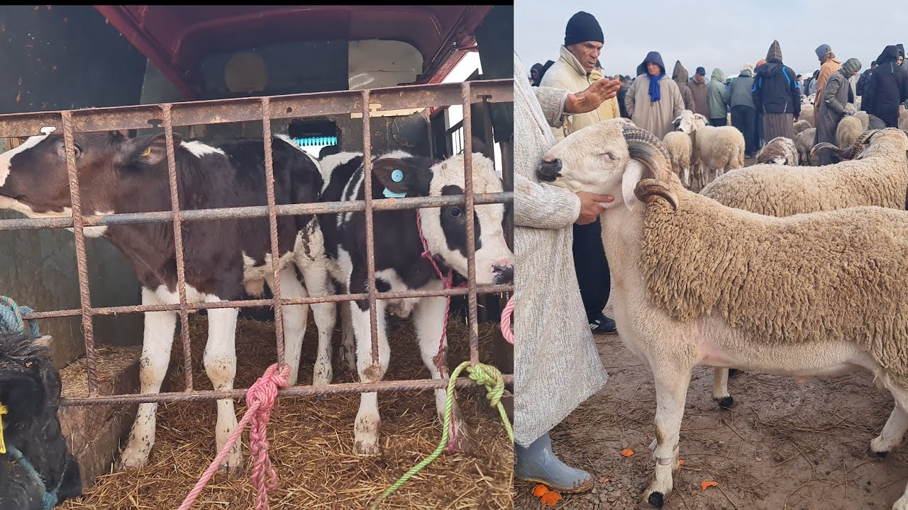 أمطار خير فسوق فاس بن سودة 2026/1/18 لحوالى ونعجة وبقرات وماعز وعجول كزاريين وكسابيين 