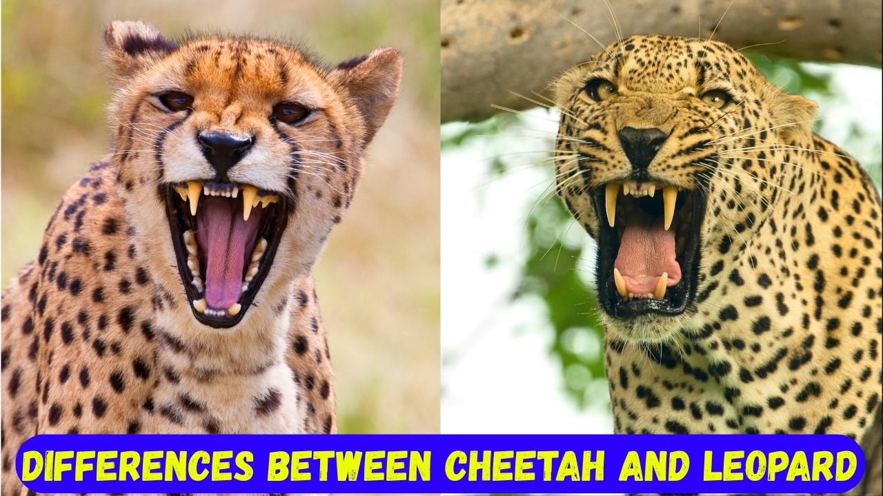 Cheetah Vs. Leopard: Difference Between This Two Wild Animals And Comparison