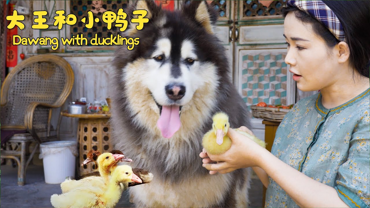大王和可爱的小鸭子们 | Dawang and cute ducklings
