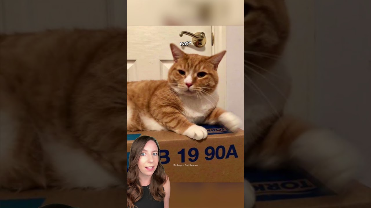 Cat rejected for being 